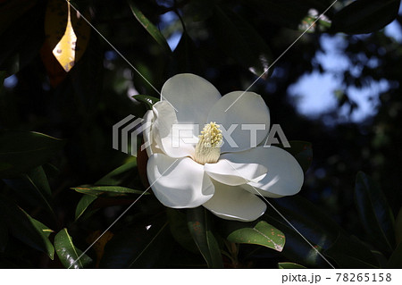 タイサンボクの花 タイサンボクの花 78265158