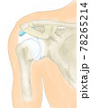 肩関節前方　靭帯、関節包 78265214