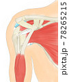 肩関節　前方　腱板 78265215