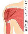 肩関節　前方　筋肉 78265216
