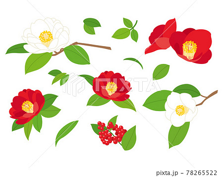 赤と白の椿の花のイラスト素材