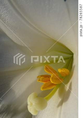 ユリの花 ユリの花 78265587
