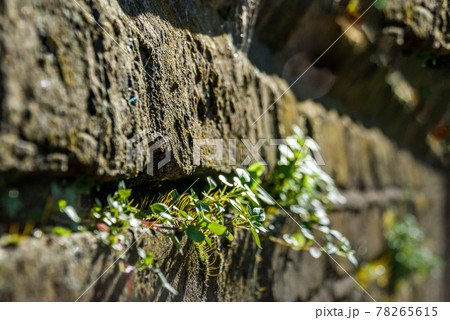 small trees insert in the old brick wall small trees insert in the old brick wall 78265615