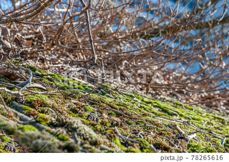 Moss and green algae on tile roof tiles Moss and green algae on tile roof tiles 78265616