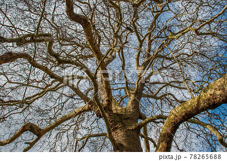Looked up at the pattern of the big tree. Looked up at the pattern of the big tree. 78265688