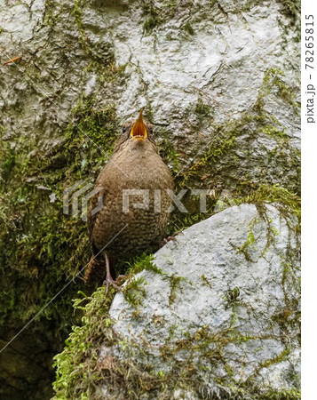 渓流の歌姫ミソサザイ 渓流の歌姫ミソサザイ 78265815