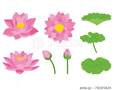 ピンク色の蓮の花 78265820