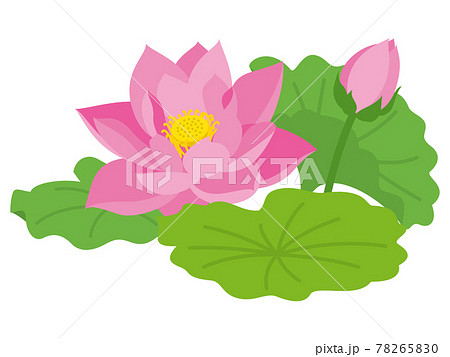 ピンク色の蓮の花のイラスト素材 7650