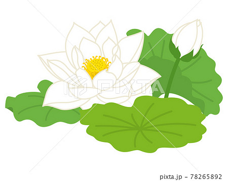 白色の蓮の花のイラスト素材 7652