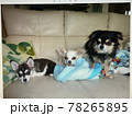 仲良しワンコ 78265895