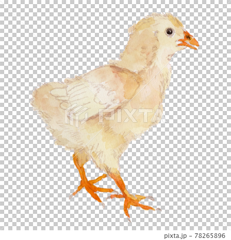一隻大約 15 天大的小雞的水彩插圖 78265896
