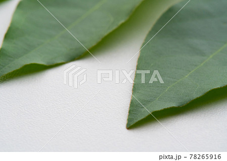 月桂樹 月桂樹 78265916