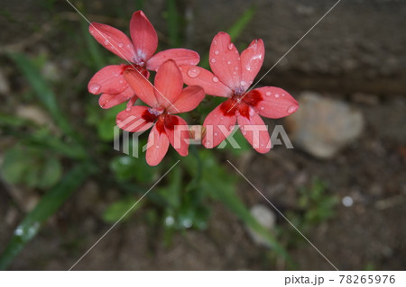 アヤメ アヤメ 78265976