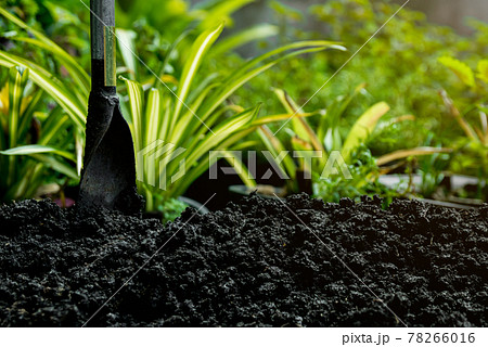 Prepare the soil for planting a trees. 78266016