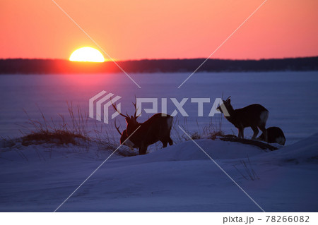 エゾシカ 78266082