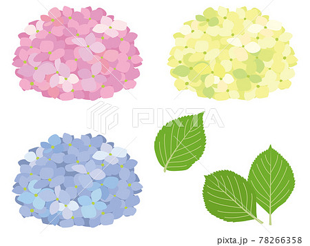 カラフルな紫陽花の花と葉のイラスト素材