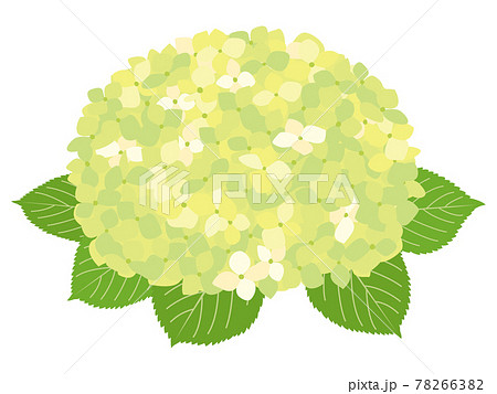 黄緑色の紫陽花の花のイラスト素材 7663