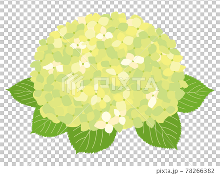 黄緑色の紫陽花の花のイラスト素材 7663