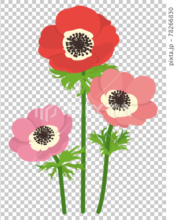 ピンクと赤のアネモネの花のイラスト素材 [78266830] - PIXTA