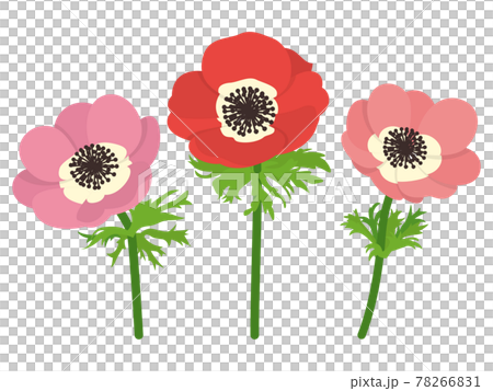 ピンクと赤のアネモネの花のイラスト素材 [78266831] - PIXTA