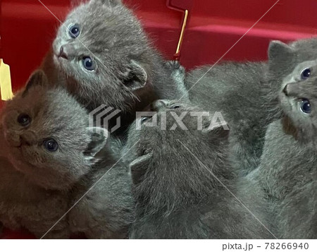 ロシアンブルーの子猫兄弟 ロシアンブルーの子猫兄弟 78266940