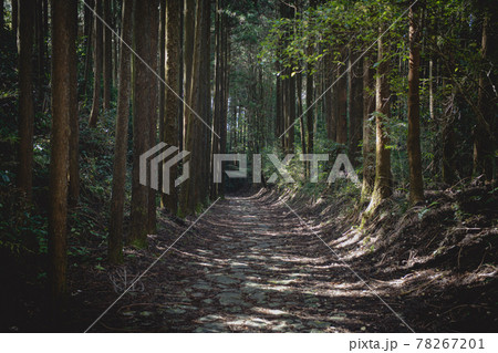 箱根八里 箱根旧街道の風景 78267201