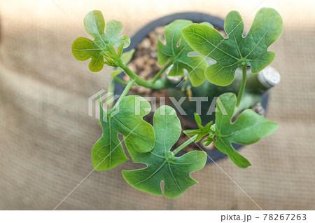 アデニア グラウカ(幻蝶かずら) アデニア グラウカ(幻蝶かずら) 78267263