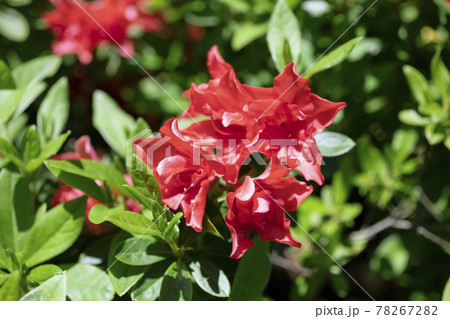 鮮やかな赤色の花のヒラドツツジのアップ【風景】 鮮やかな赤色の花のヒラドツツジのアップ【風景】 78267282