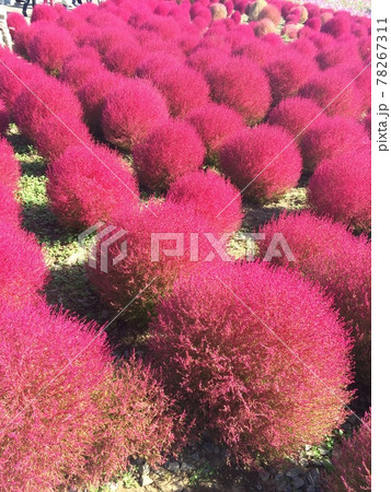 コキア～秋の訪れを感じて～ 78267311