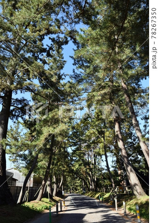御油の松並木 78267350