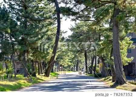 御油の松並木 78267352