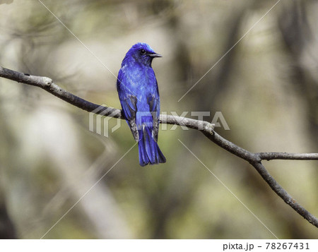 幸せの青い鳥オオルリの写真素材 [78267431] - PIXTA
