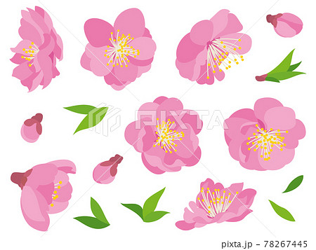 ピンク色の桃の花と葉 78267445