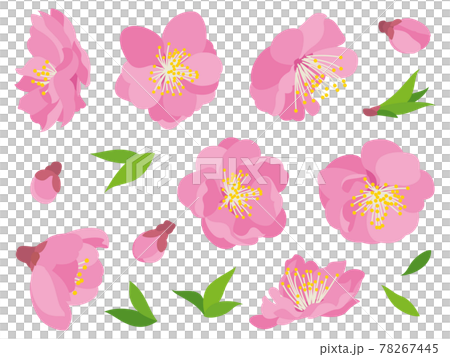ピンク色の桃の花と葉 78267445