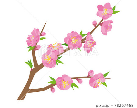 ピンク色の桃の花のイラスト素材
