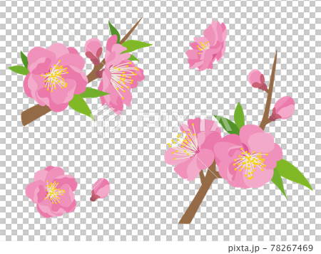 Pink peach blossoms 78267469