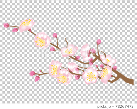 Pink plum blossoms Pink plum blossoms 78267472