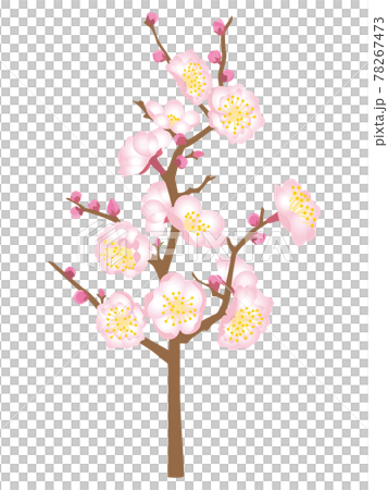 粉紅色的梅花 粉紅色的梅花 78267473