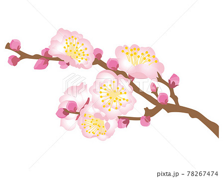 ピンク色の梅の花のイラスト素材