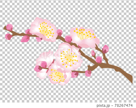 粉紅色的梅花 粉紅色的梅花 78267474