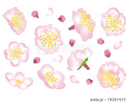 ピンク色の梅の花 78267475
