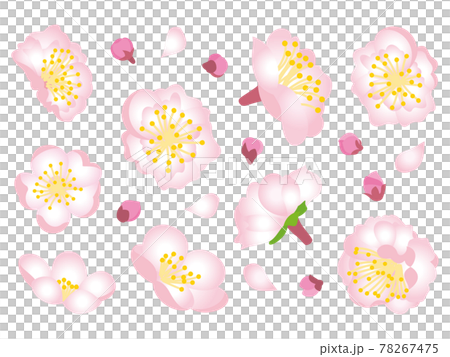ピンク色の梅の花 78267475