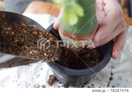 幻蝶カズラの植え替え 78267476