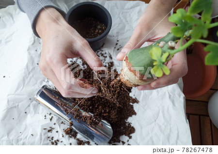 幻蝶カズラの根をほぐす 幻蝶カズラの根をほぐす 78267478