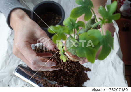 幻蝶カズラの植え替え 78267480