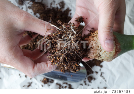 幻蝶カズラの根をほぐす 幻蝶カズラの根をほぐす 78267483