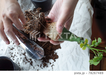 幻蝶カズラ(アデニア・グラウカ)の根をほぐす 78267489