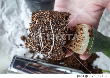 幻蝶カズラの植え替え 幻蝶カズラの植え替え 78267490