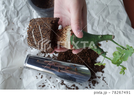 幻蝶カズラの植え替え 78267491