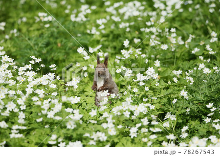 花畑とリス 花畑とリス 78267543